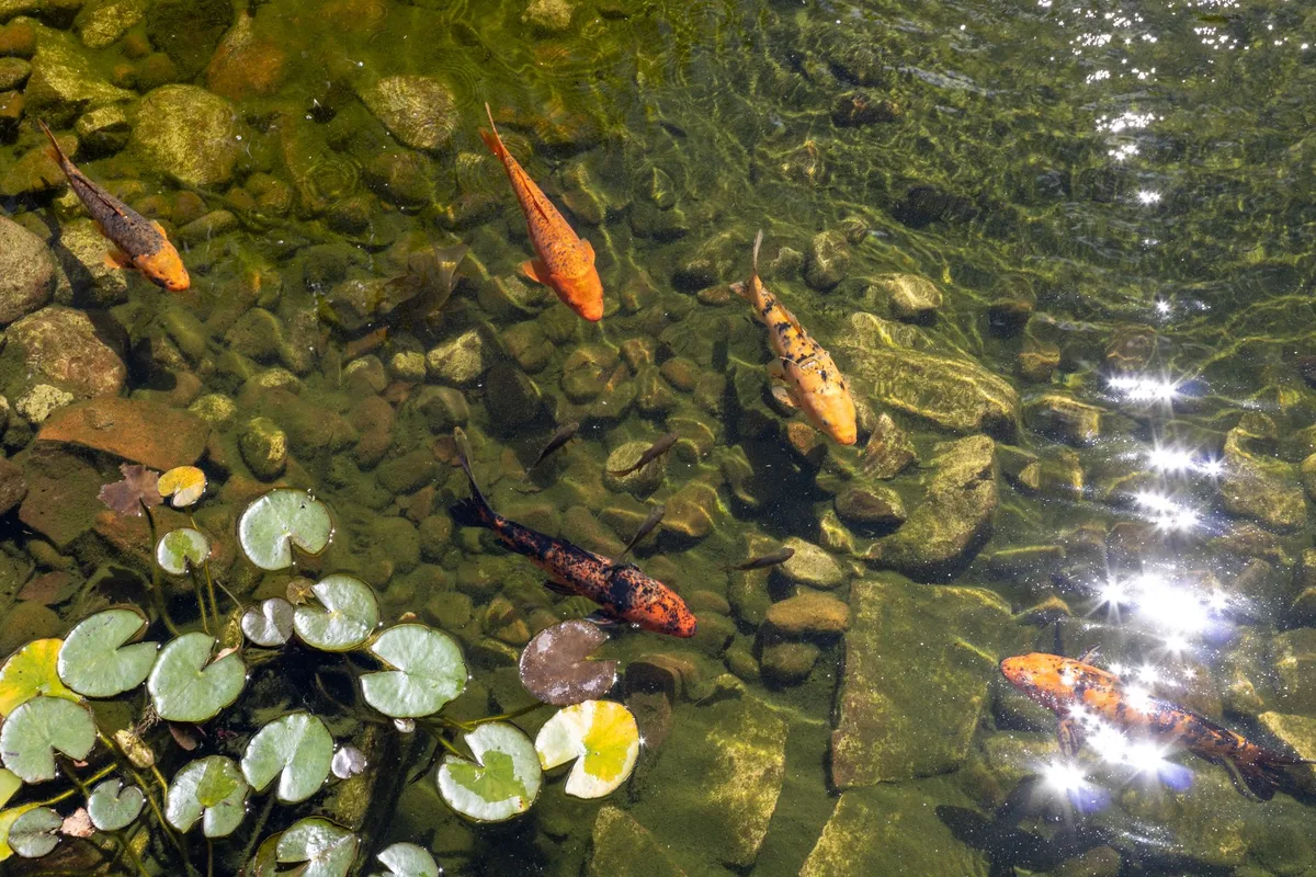 a large koi pond is filled from a garden hose