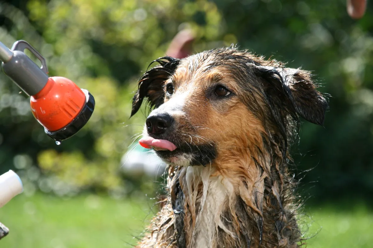 can i wash my dog with garden hose