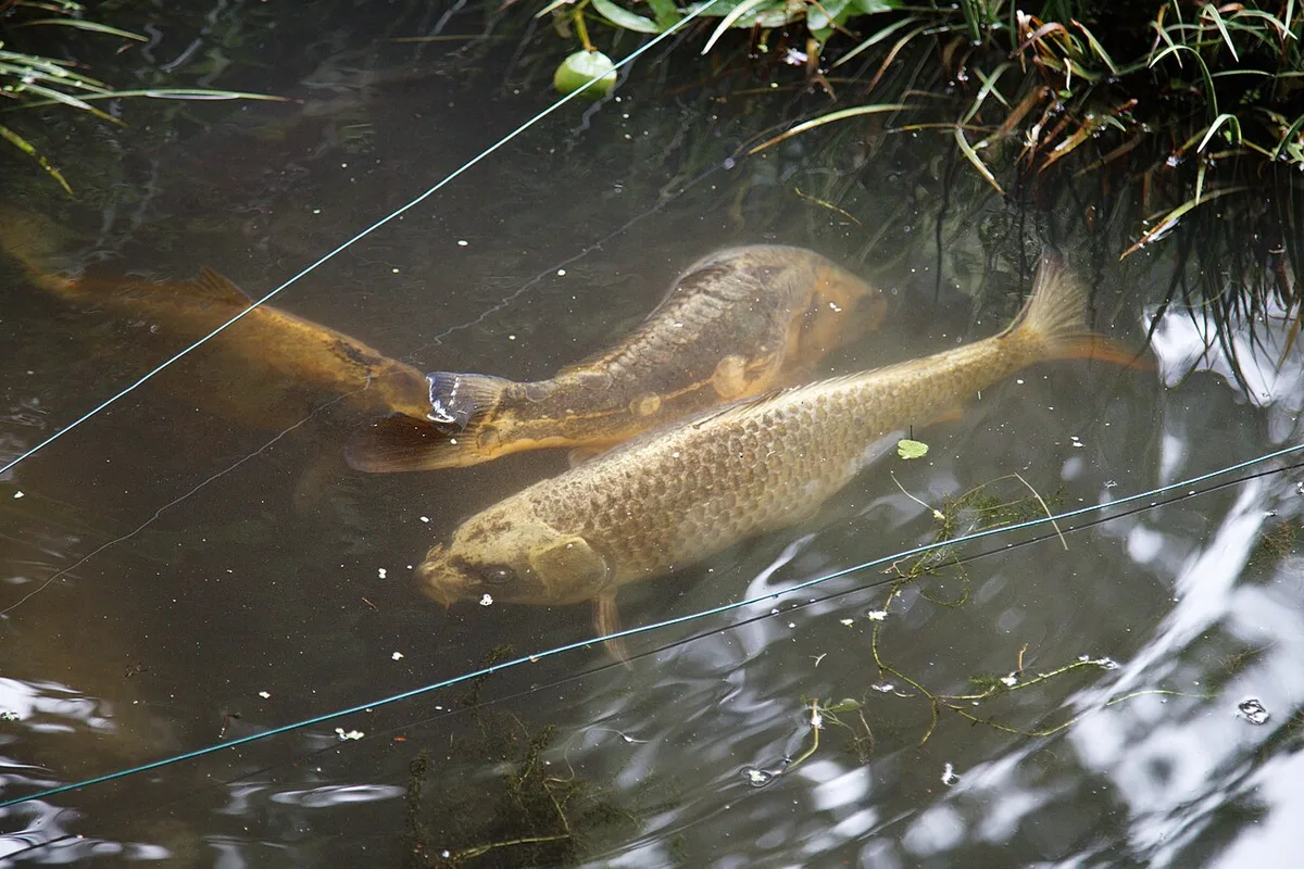 koi Cyprinus rubrofuscus