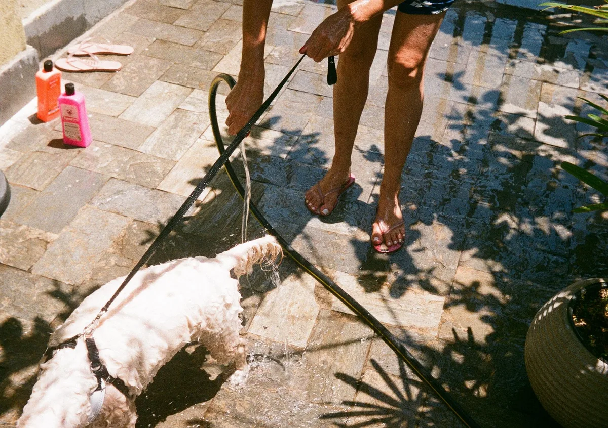 rinsing muddy dog outside