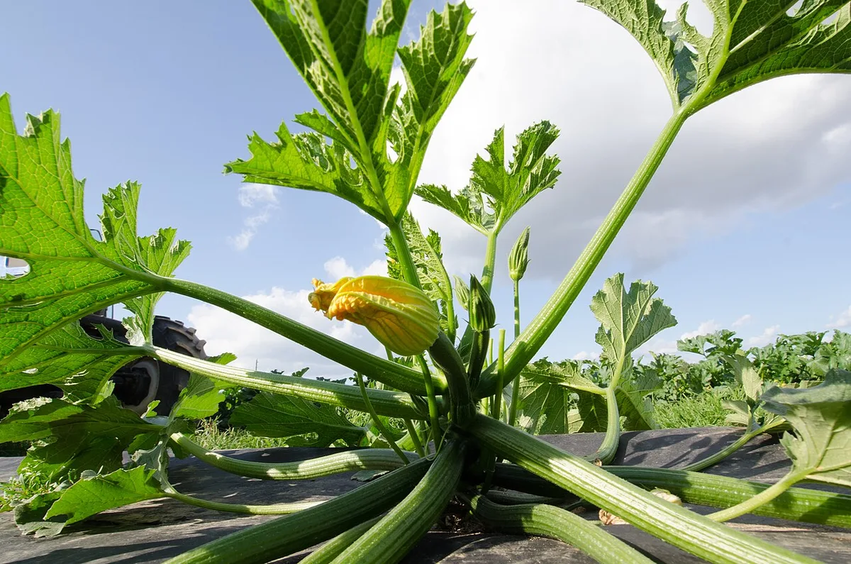 watering at the base of plants