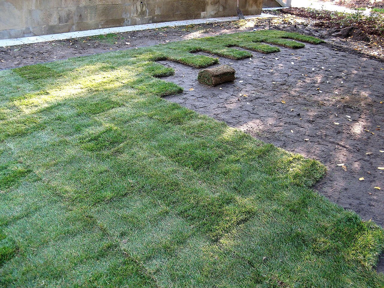 15+ Turf Grass Backyard Makeover Ideas