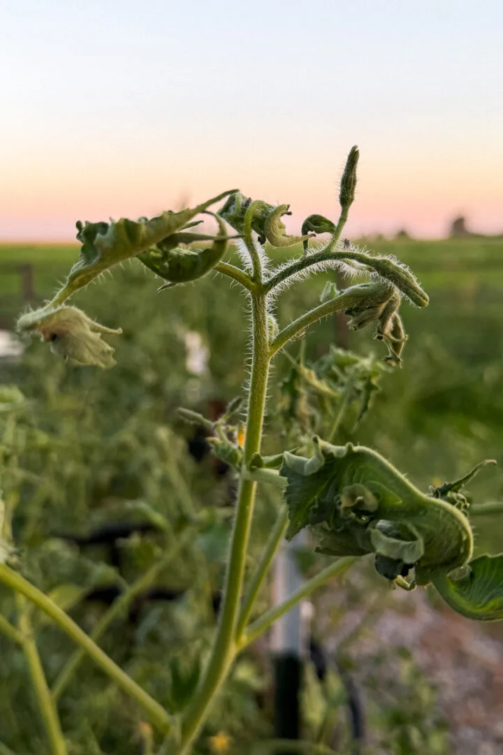 2,4-D herbicide damage on tomato