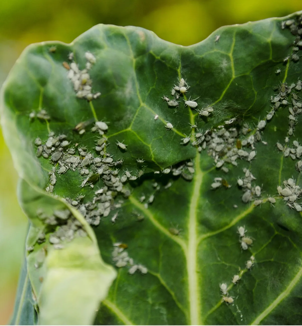 Aphids on cucumber leaves