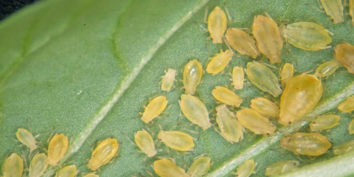aphids on pepper leaf underside