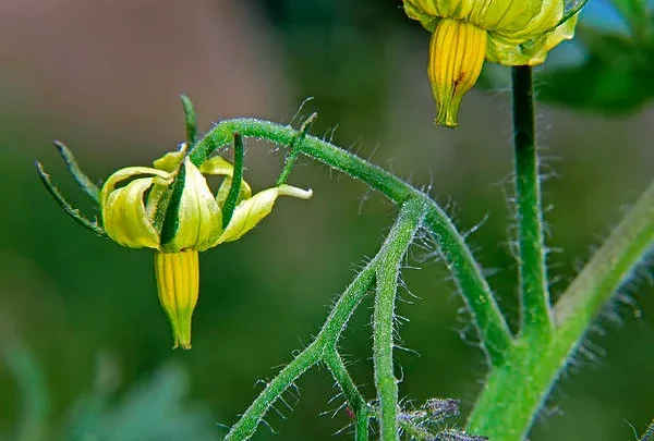 Tomato Blossoms Dropping in 95°F Heat? Here’s Why