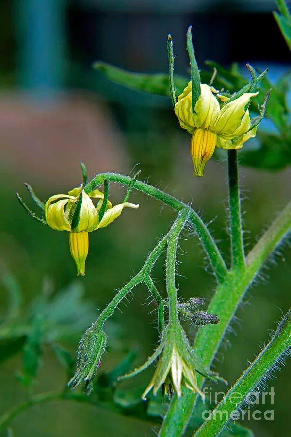 Are tomato blossoms dropping because it is over 95°F?
