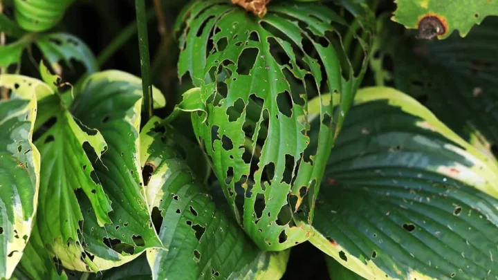 Torn Leaves & Small Holes: Squirrels or Insects to Blame?