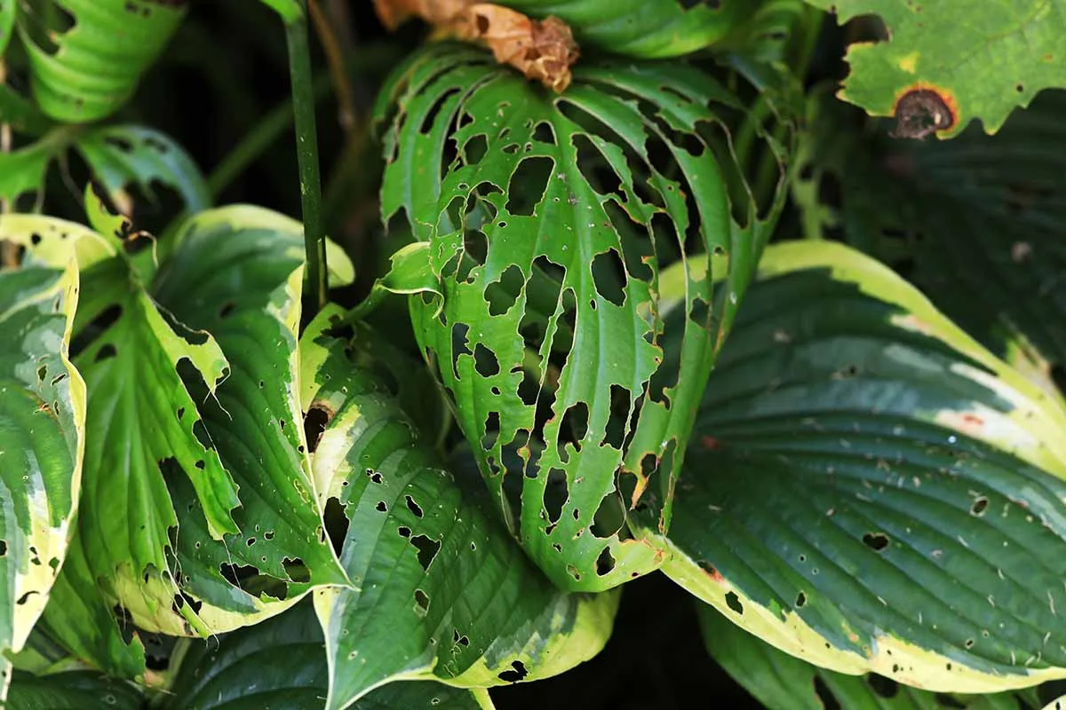 Are torn leaves and small holes caused by squirrels or insects?