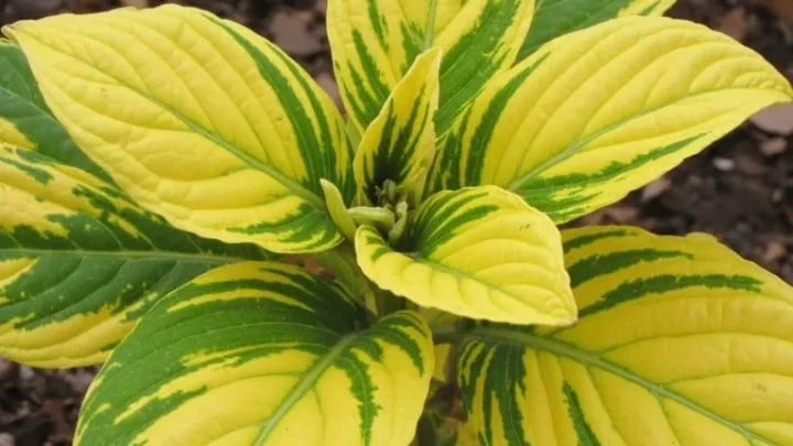 Yellow New Leaves: Iron Deficiency or Nitrogen? How to Tell