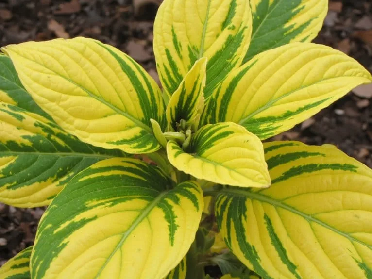 Are yellow new leaves caused by iron deficiency or nitrogen deficiency?