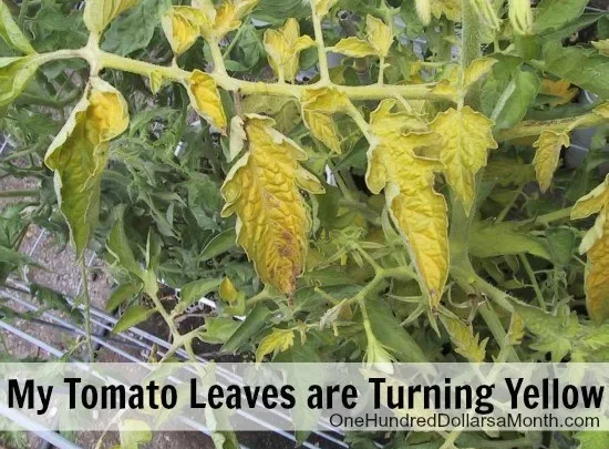 Yellow Tomato Leaves in Texas: Heat Stress or Disease?