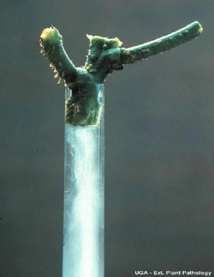 bacterial wilt ooze test cucumber
