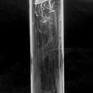 Bacterial wilt ooze test
