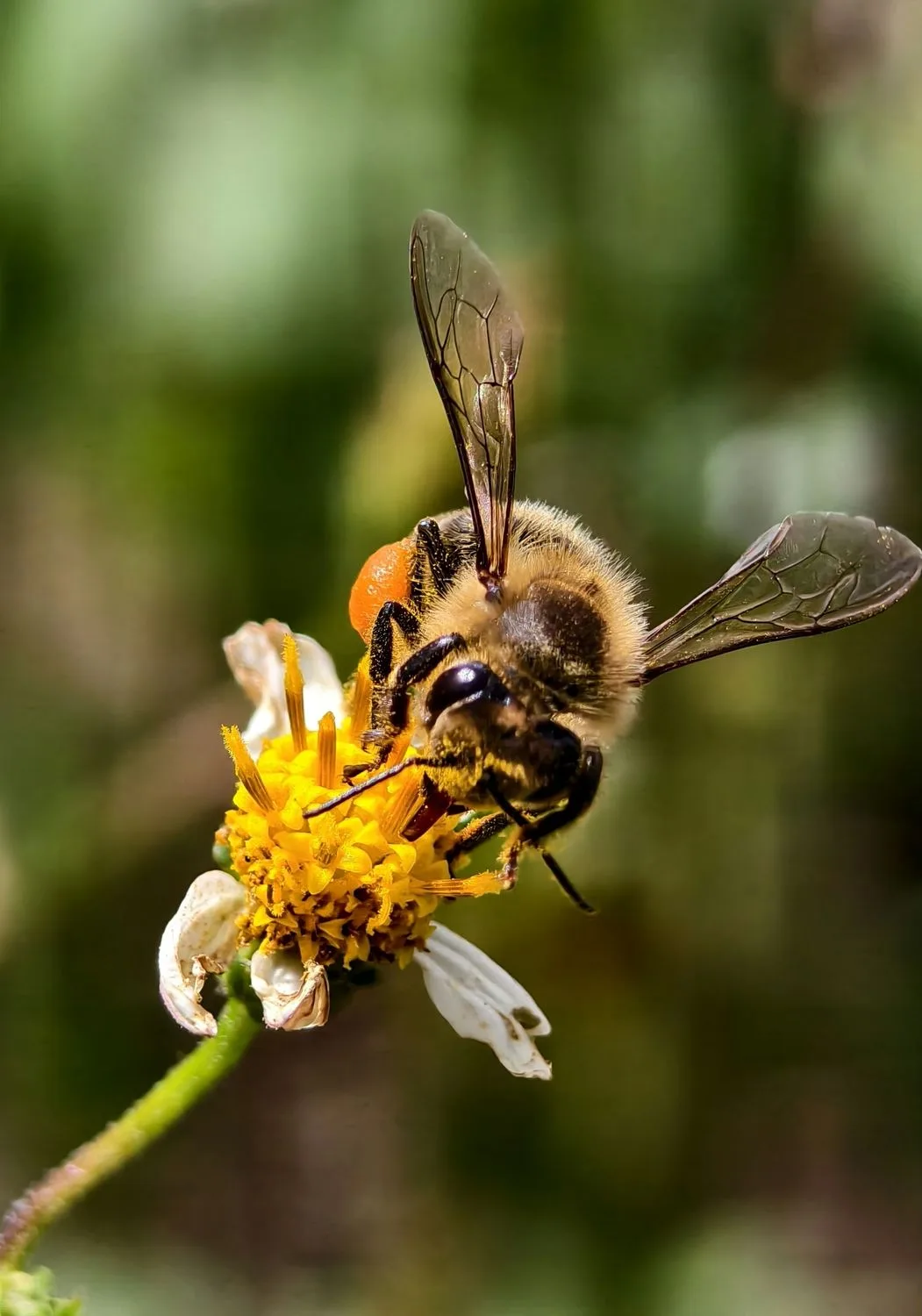 bee pollinating cucumber blossom