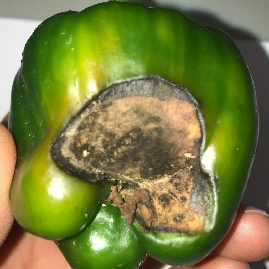 blossom-end rot on peppers and squash