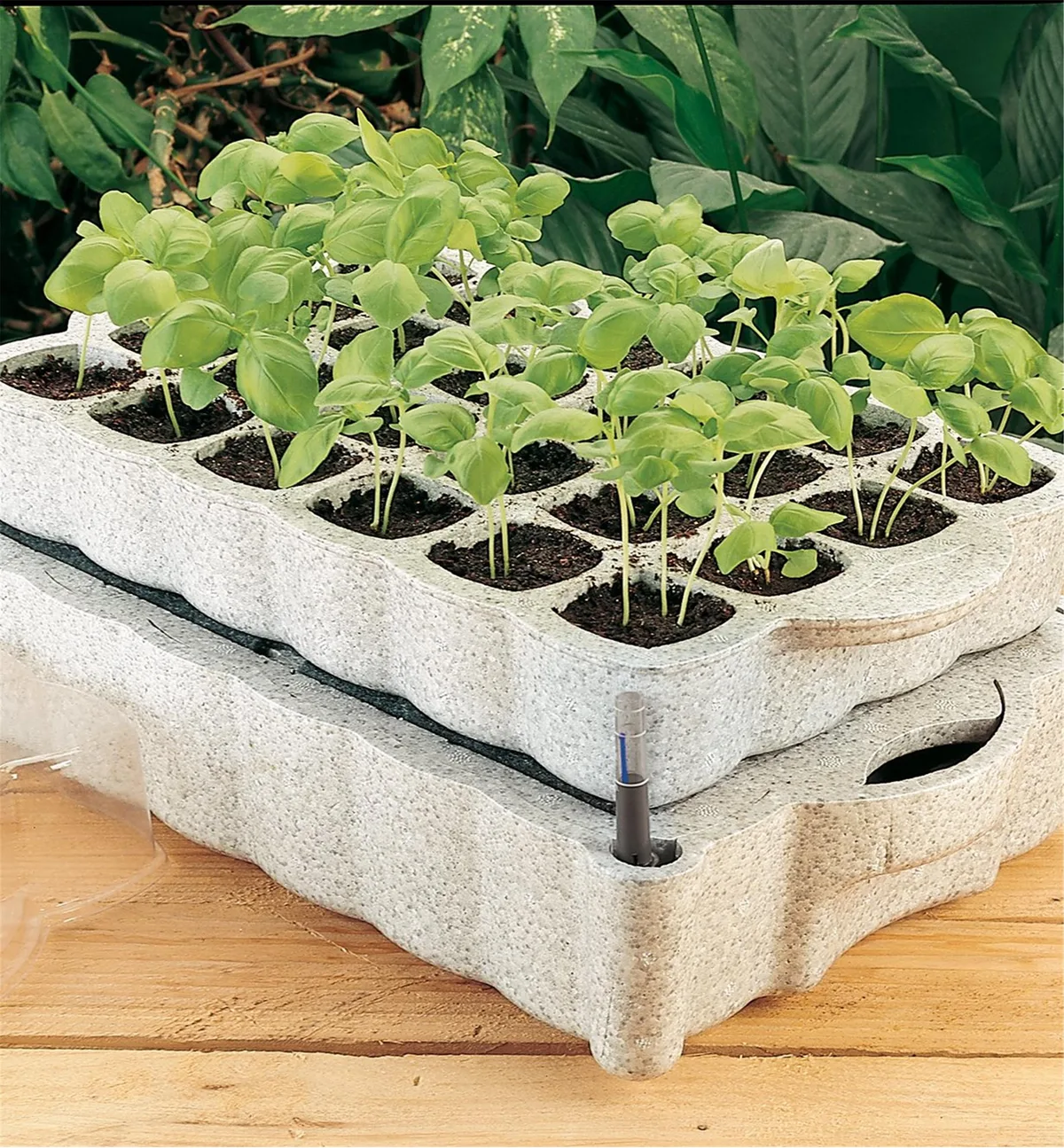 bottom watering seed tray