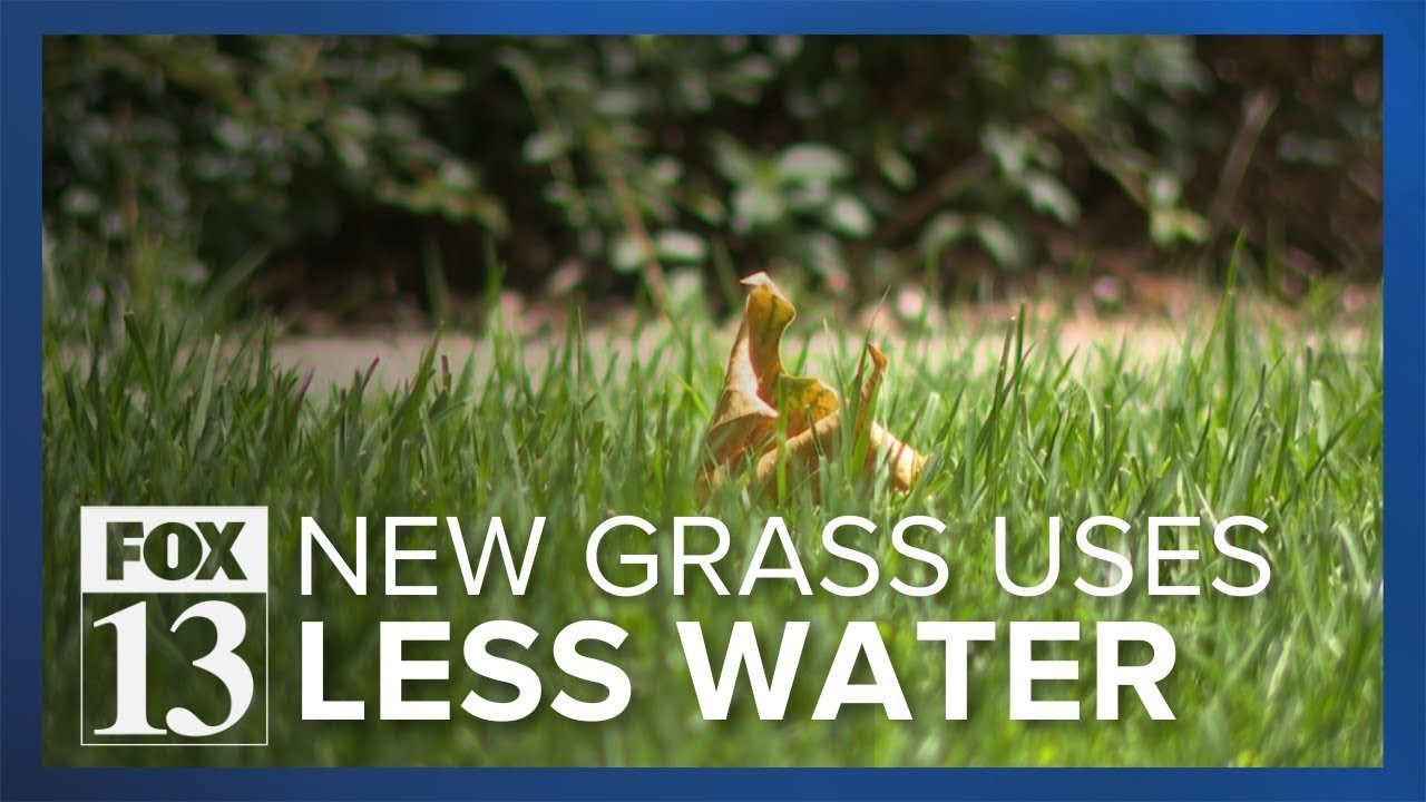 Buffalograss lawn drought tolerant turf alternative