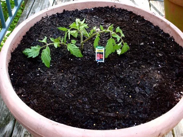 burying leggy tomato stem when potting up