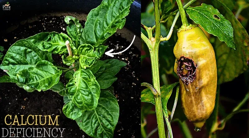 calcium deficiency pepper leaves
