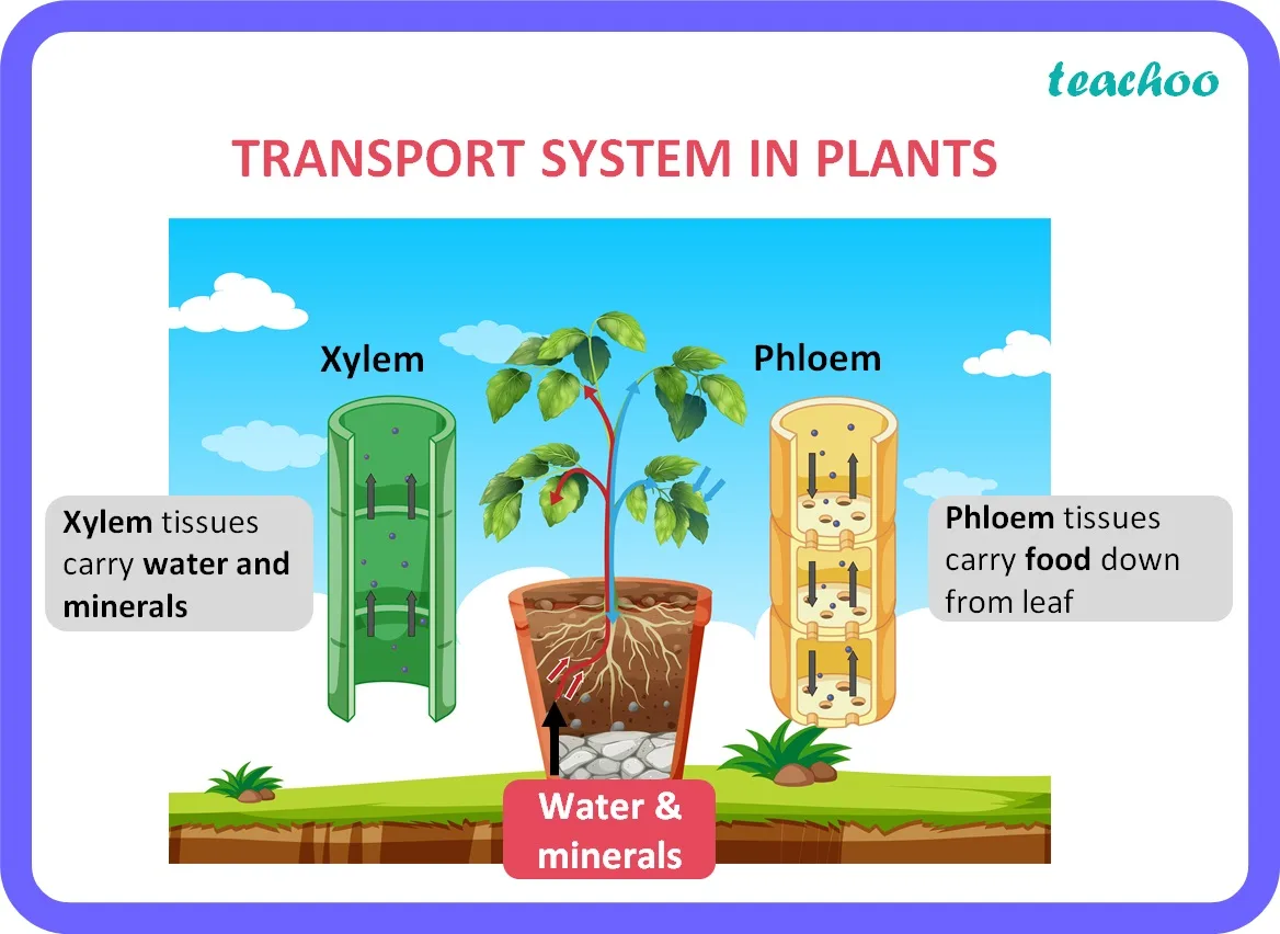 calcium translocation in tomato plant
