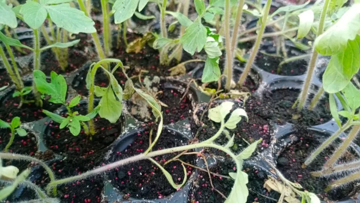 Can Seedlings Recover From Damping Off? The Honest Truth