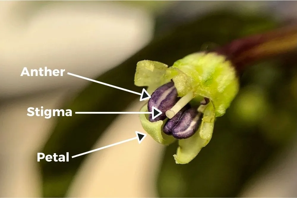 Capsicum annuum flower anatomy