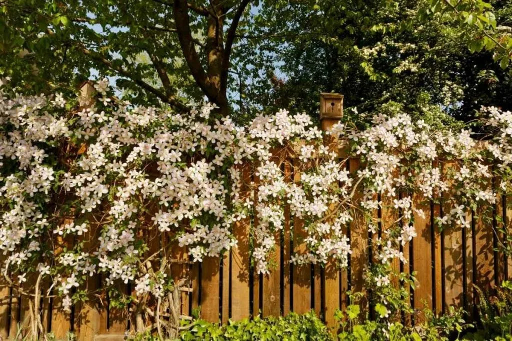 Climbing plants