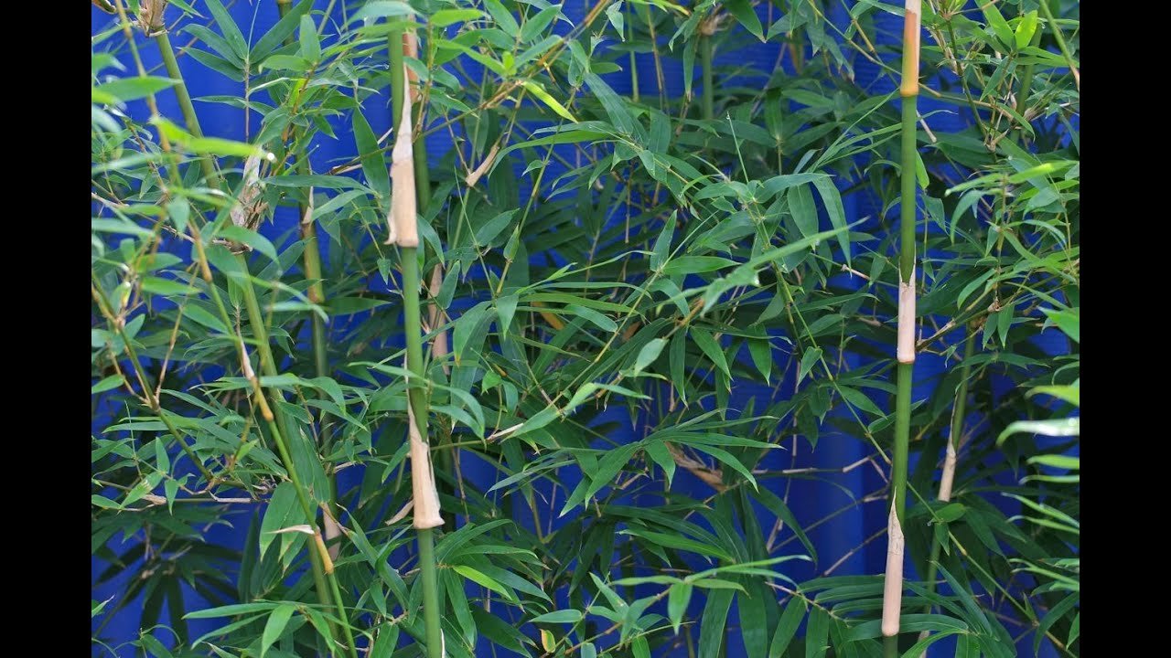 clumping bamboo in containers