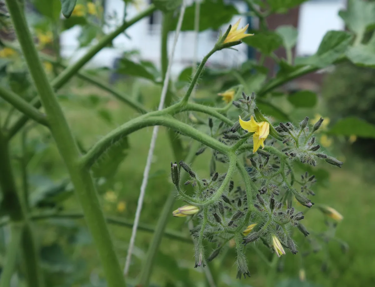 Cold nights during tomato flowering