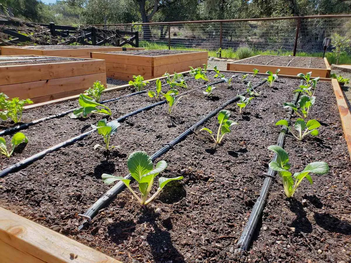 consistent watering to prevent blossom-end rot
