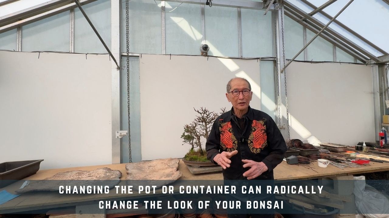 Container bonsai