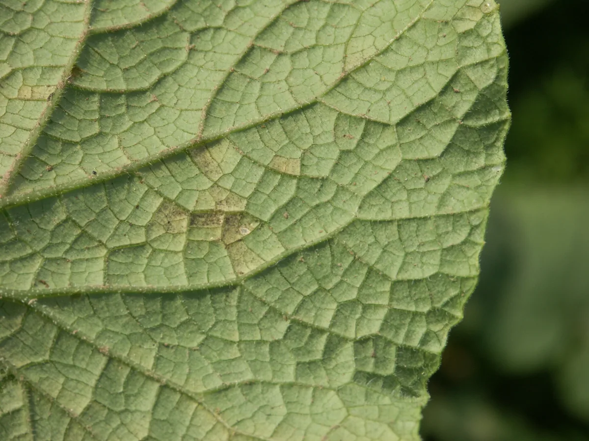 cucumber downy mildew leaf underside