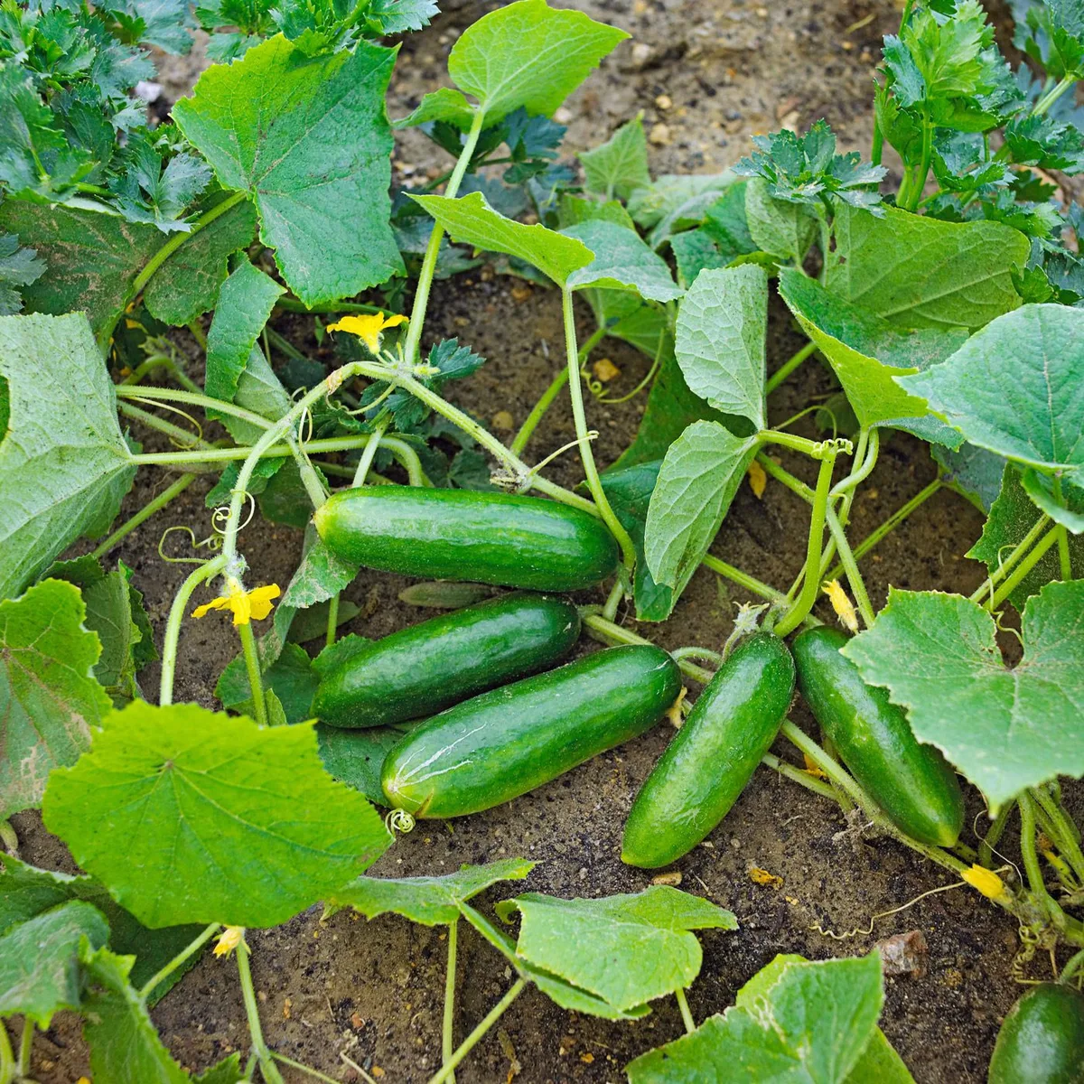 Cucumber mosaic virus symptoms