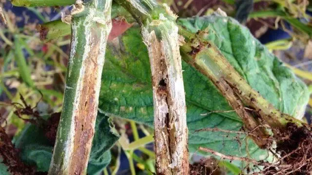 cucumber plant roots in waterlogged soil