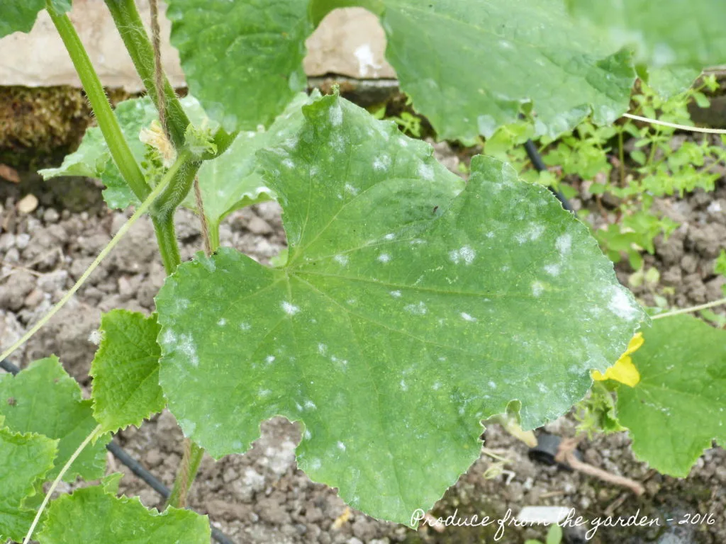 cucumber powdery mildew white patches