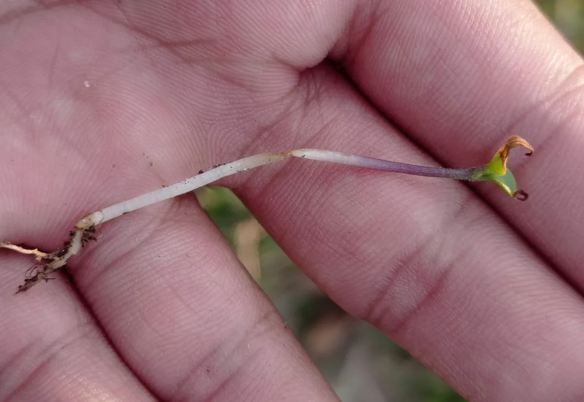 Damping-off disease