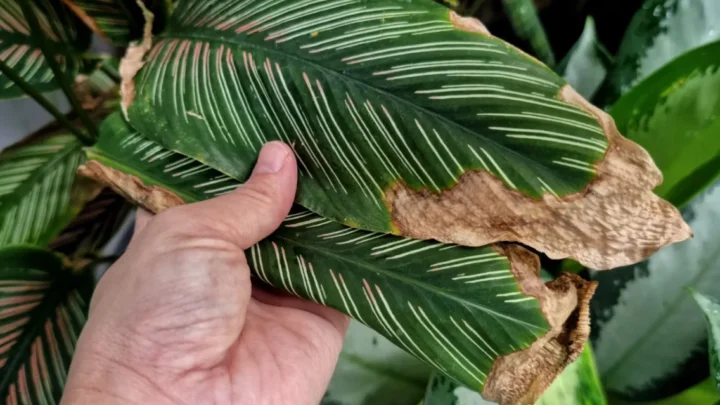 Brown Leaves on Plants: Overwatering or Something Else?
