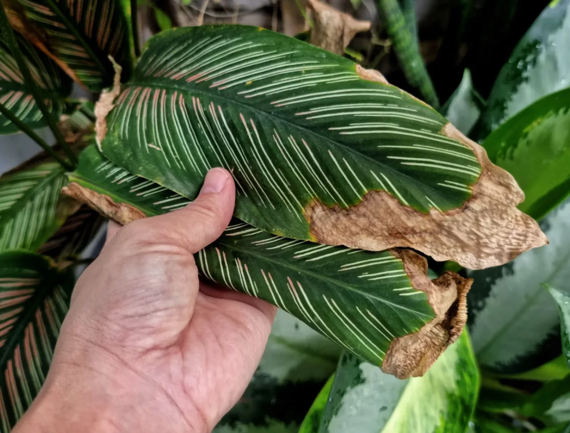 Do brown leaves mean a plant is overwatered?