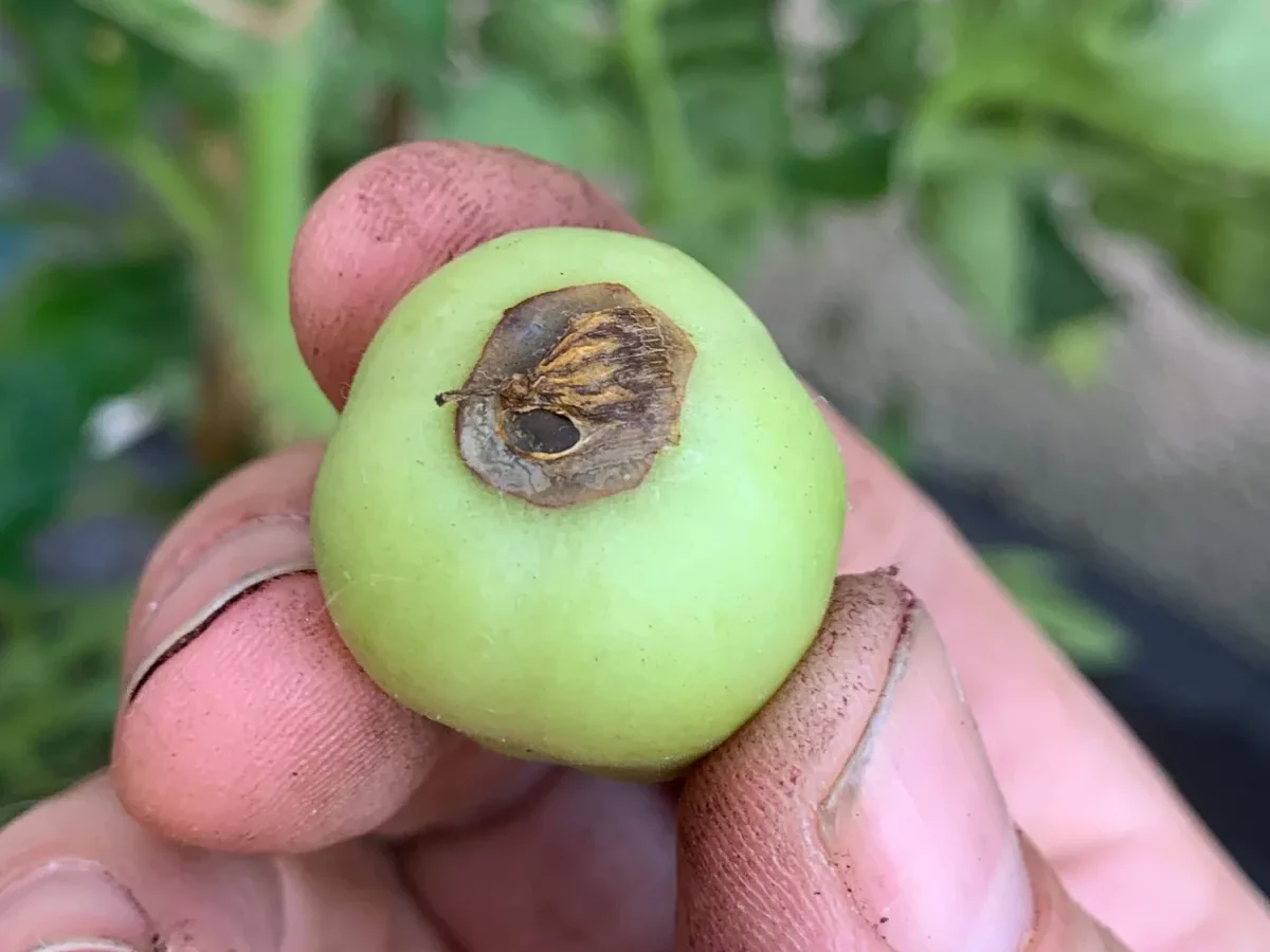 Does blossom-end rot come from calcium deficiency or watering?