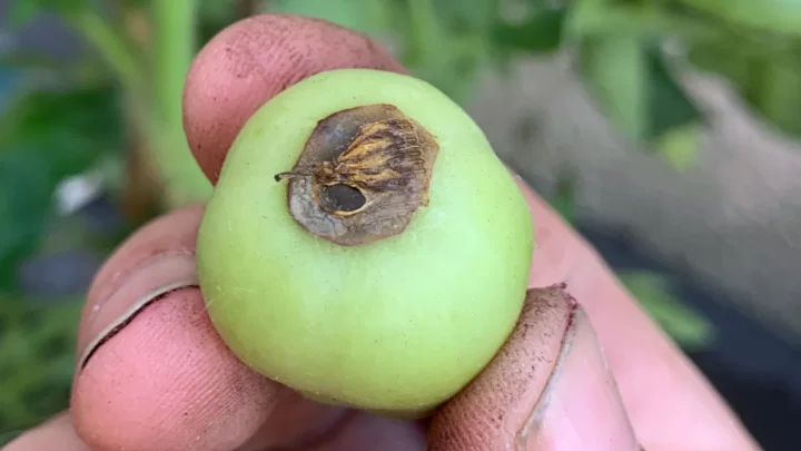 Blossom-End Rot: Calcium Deficiency or Watering Issue?