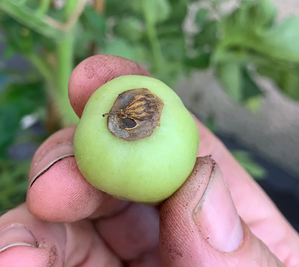 Does blossom-end rot come from calcium deficiency or watering?