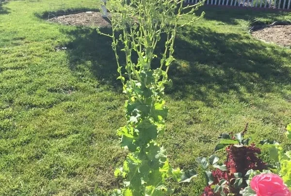 Why Lettuce Turns Bitter When It Bolts (And How to Stop It)