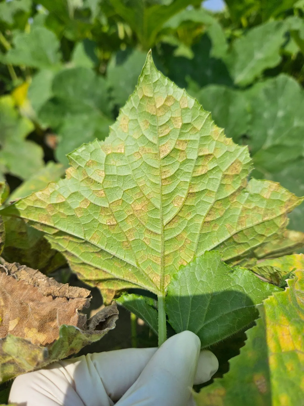 Downy mildew cucumber