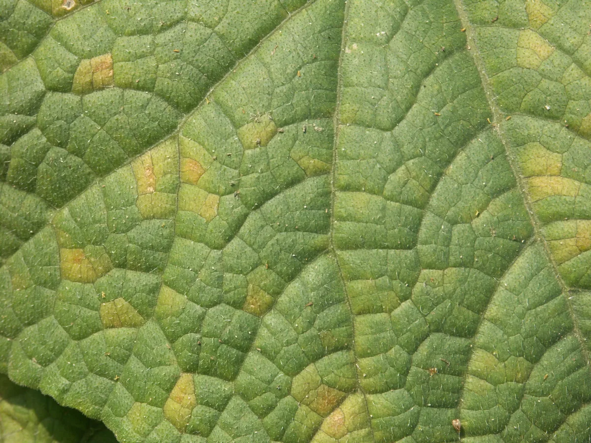 Downy mildew on cucumber leaf