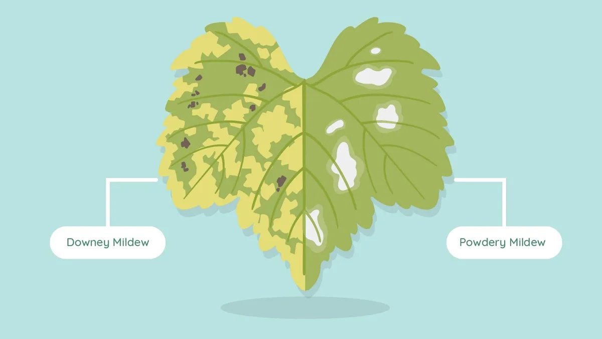 downy vs powdery mildew comparison