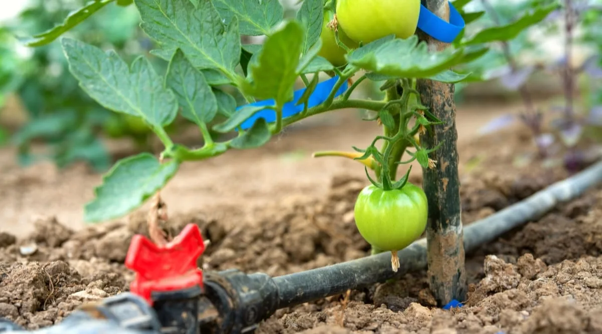 Drip irrigation for tomatoes