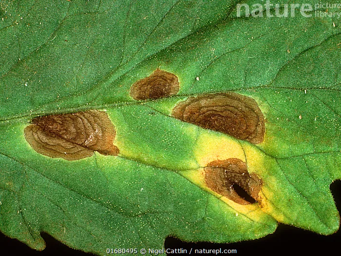 Early blight Alternaria solani