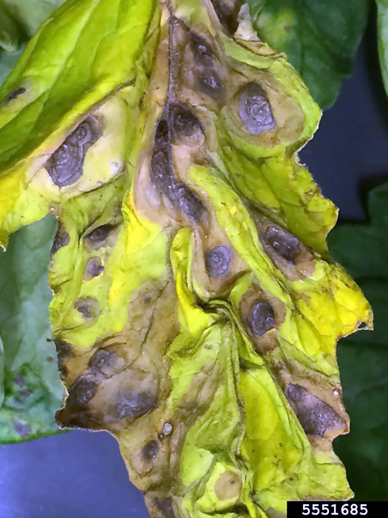 Early blight Alternaria solani