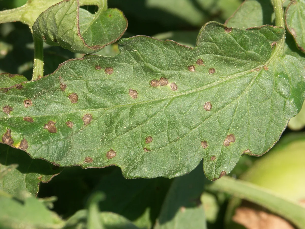 Early blight Alternaria solani